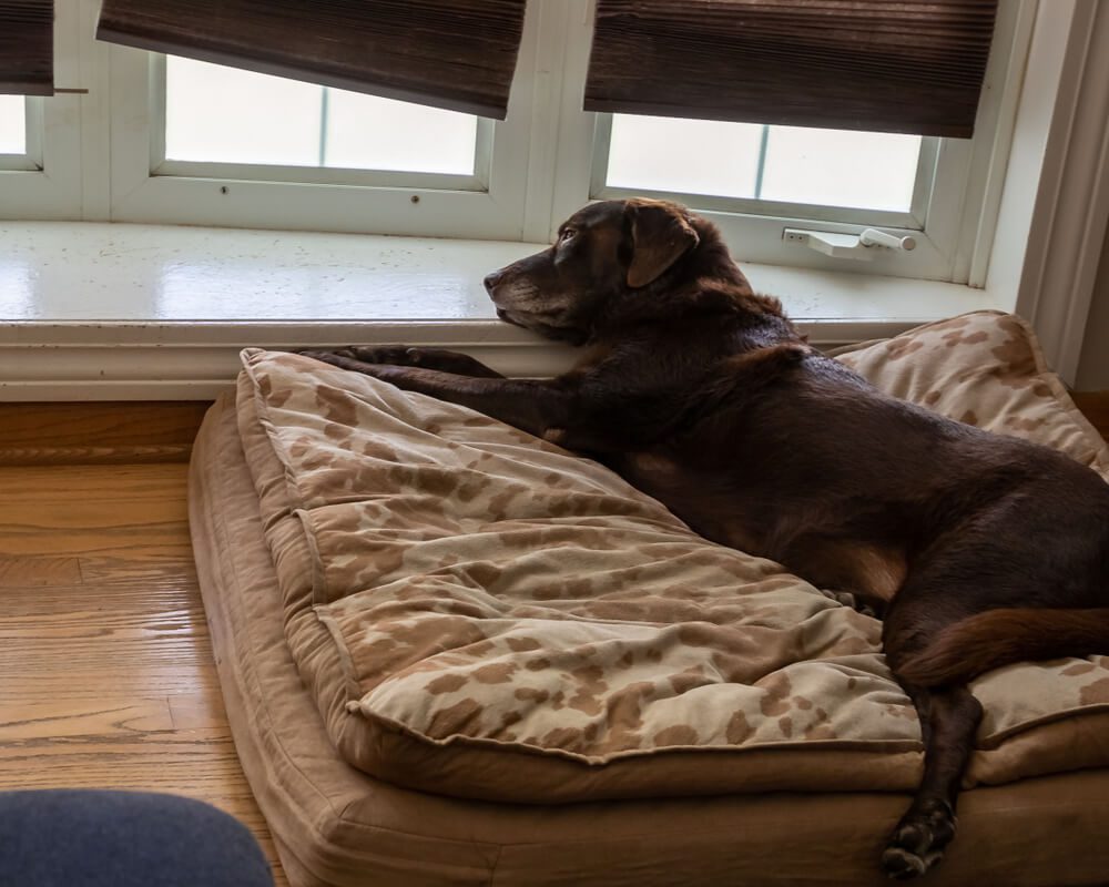 Orthopedic Dog Bed for Large Breeds