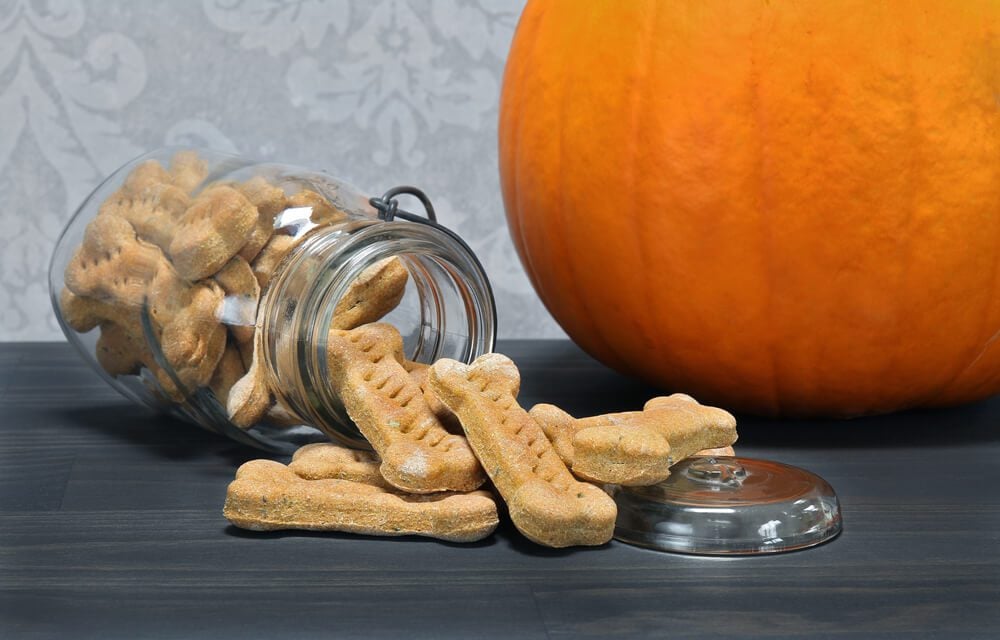 pumpkin dog treats in jar