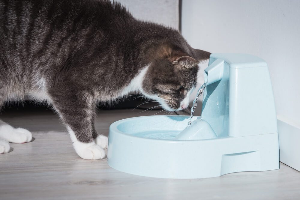 best spill proof cat water bowl