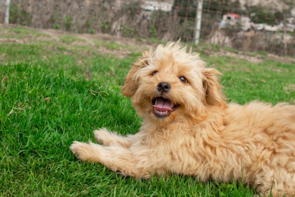 Mini Goldendoodle