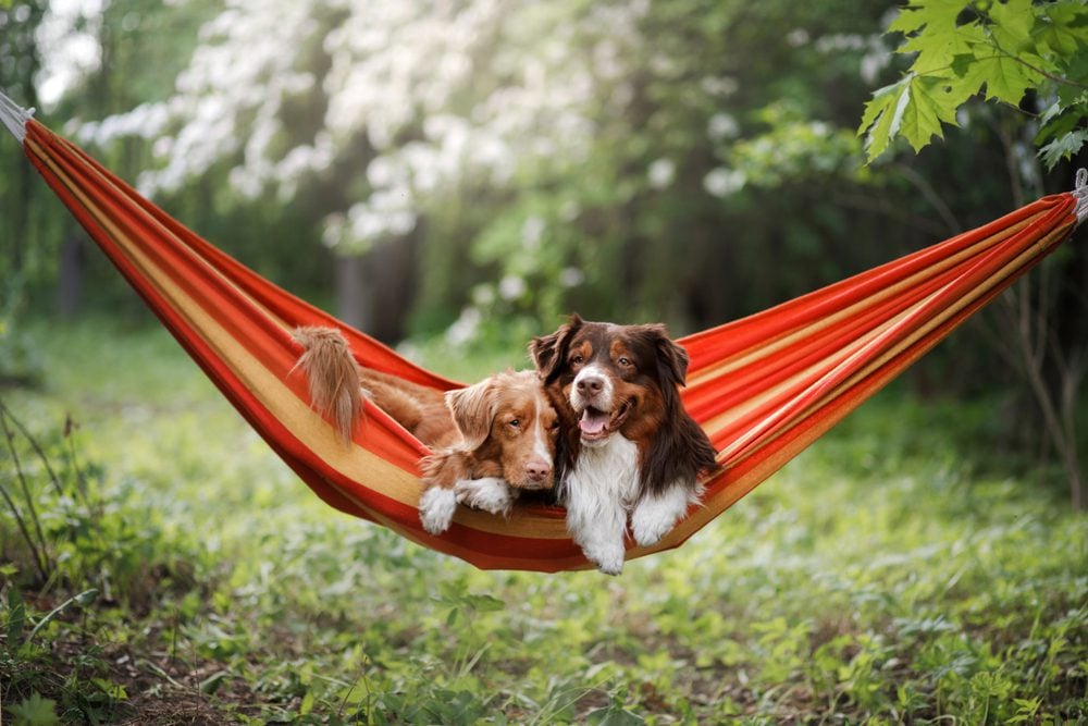 The Top 10 Best Dog Hammock Beds