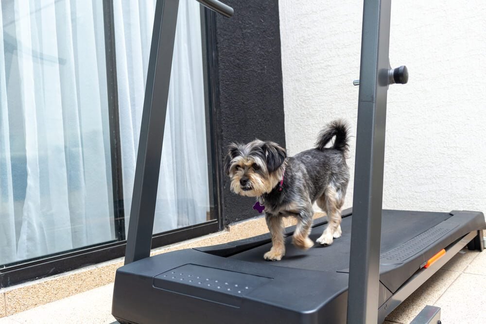 dogPACER Treadmill