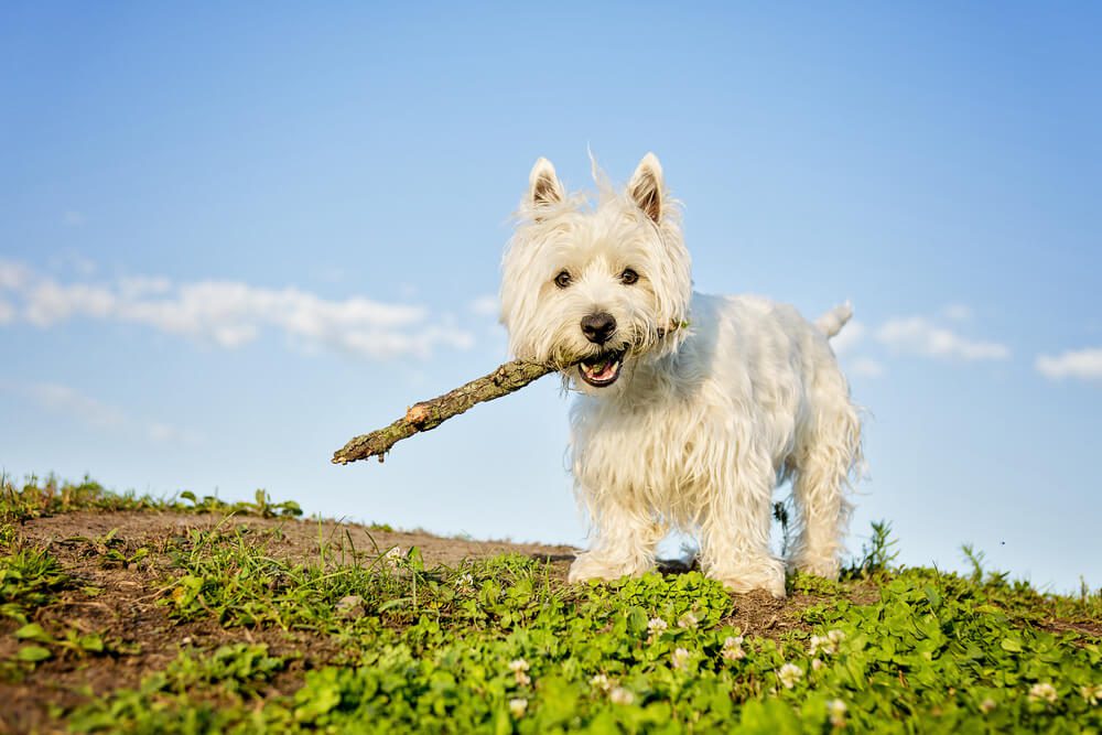 West Highland White Terrier