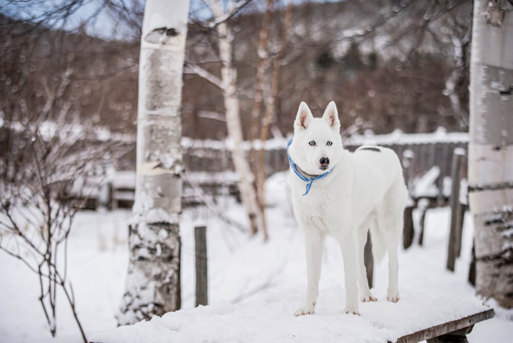 White Husky