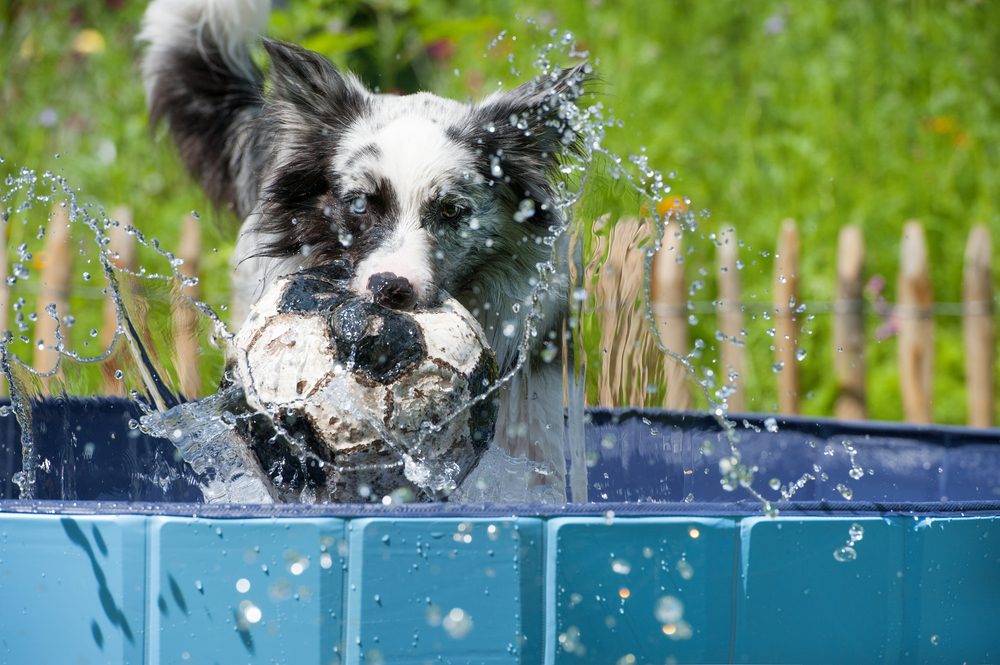 What Are The Benefits Of A Foldable Dog Pool