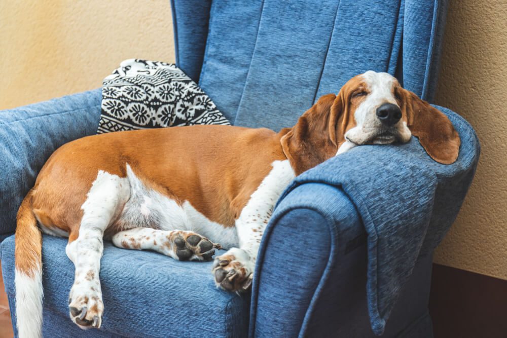 What Dog Breeds Have the Most Anxiety
