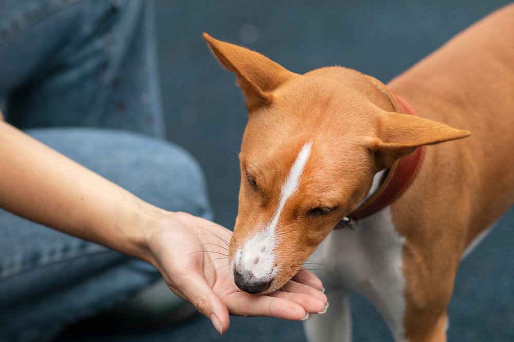 dog eating food out of their owners hand