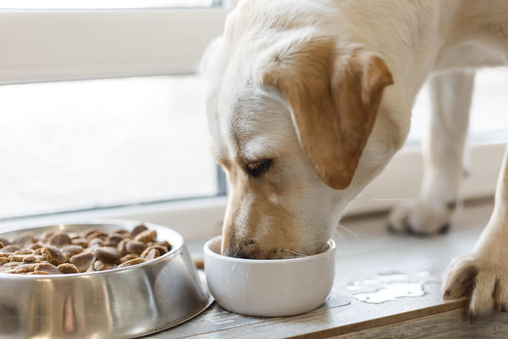 what are the honest kitchen bone broth for dogs formulas