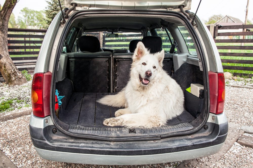 What are the Benefits of Extra Wide Dog Ramps