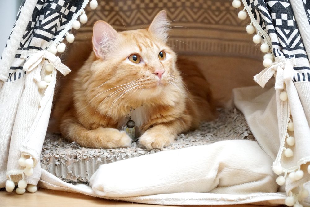 What are the Benefits of Tent Cat Beds