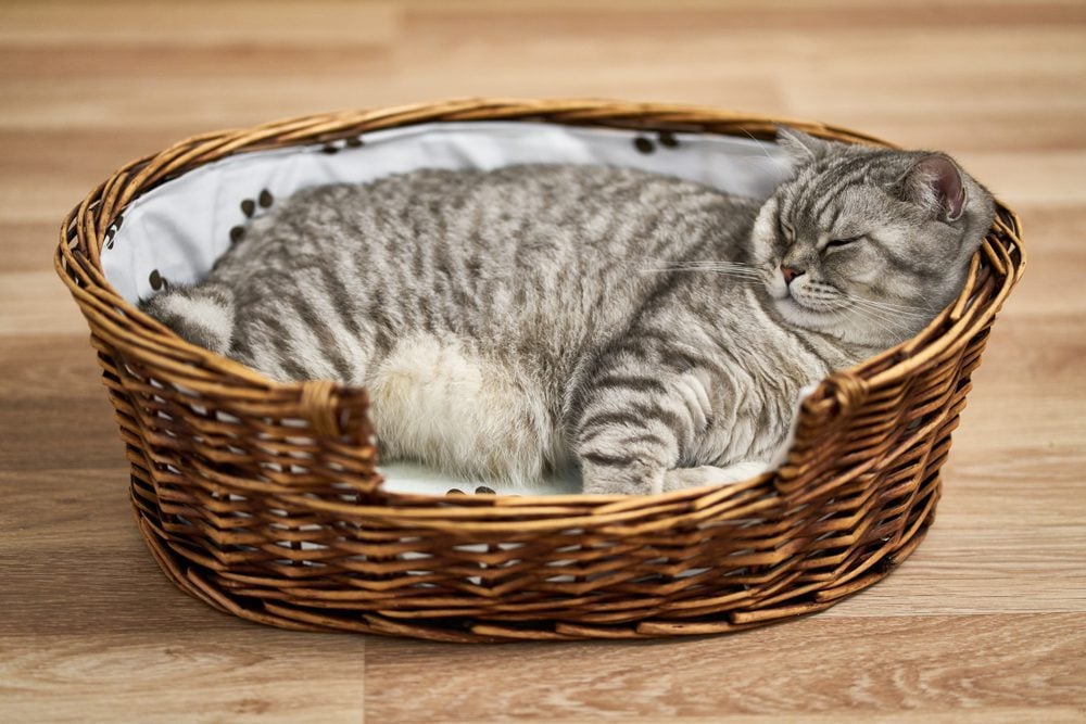 What are the Benefits of Wicker Cat Beds