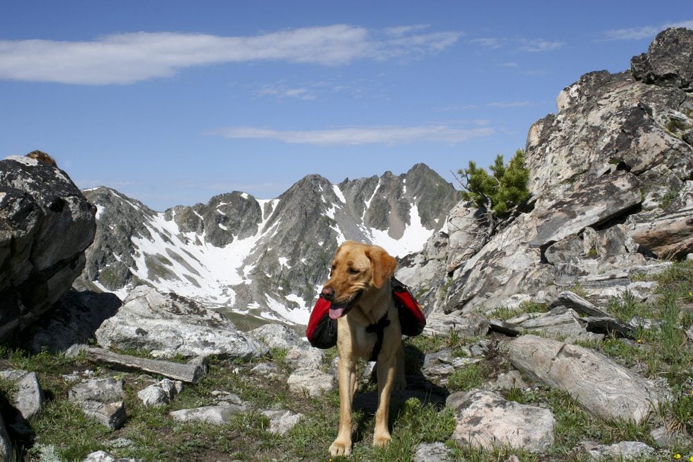 What are the Benefits of a Dog Hiking Backpack