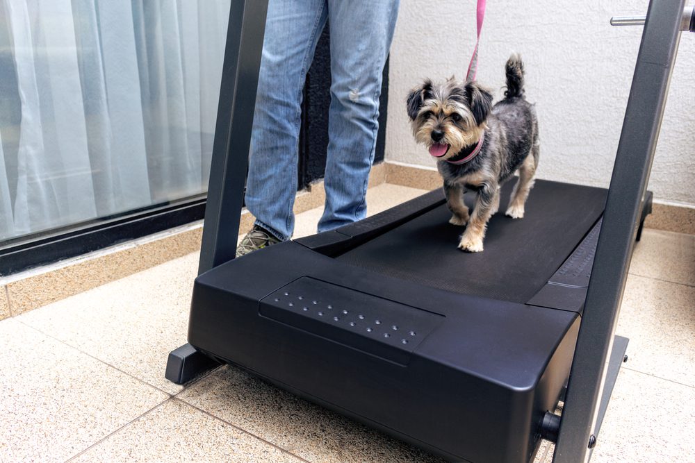 What are the Benefits of dogPACER Treadmills