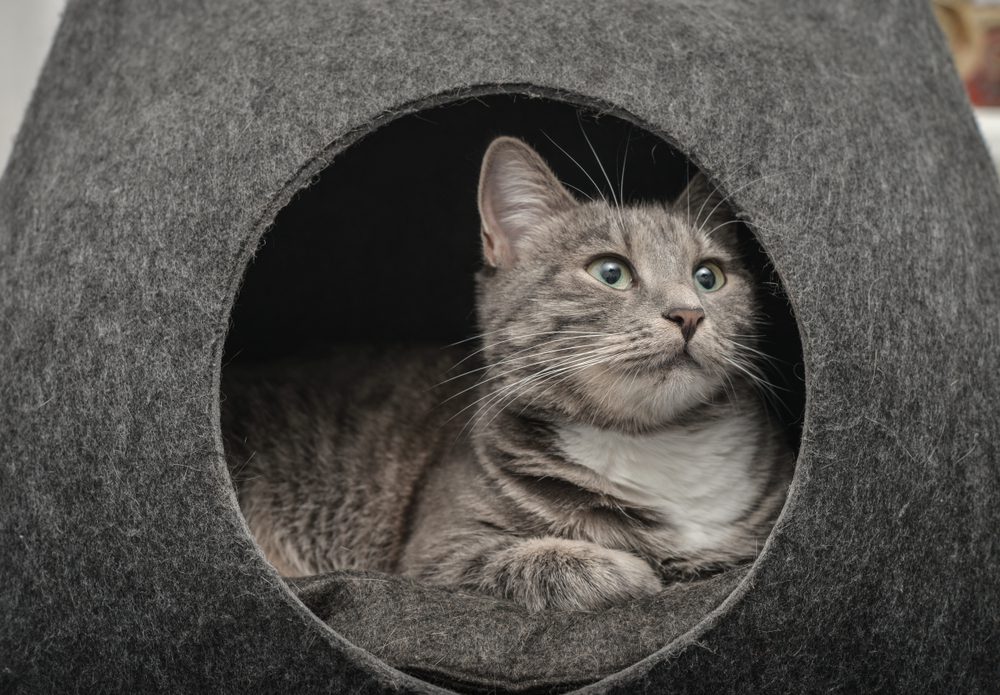 What is the Best Cat Bed Cave