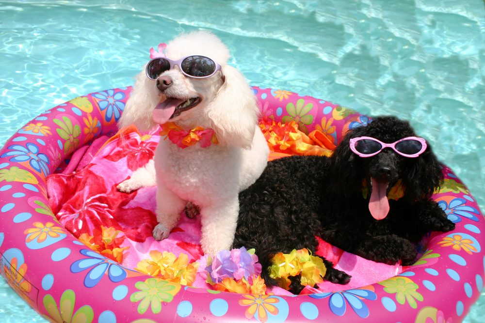 What is the Best Dog Pool Float