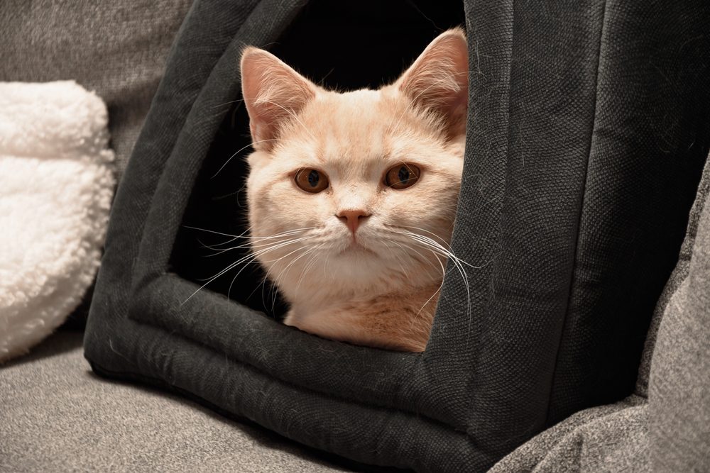 What is the Best Tent Cat Bed
