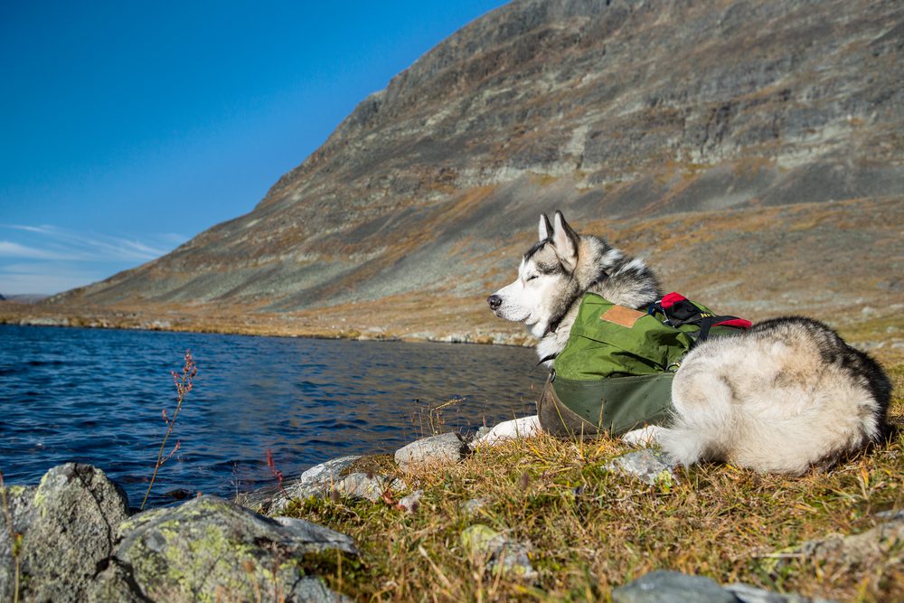 What to Look for in a Good Dog Hiking Backpack