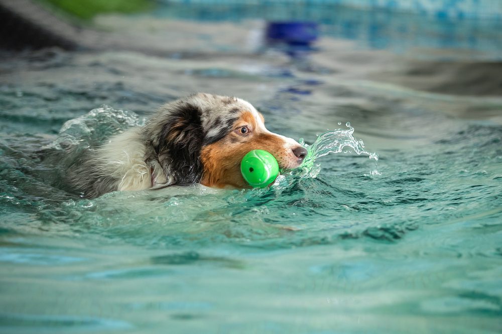 Why Buy Pool Toys for Your Dog