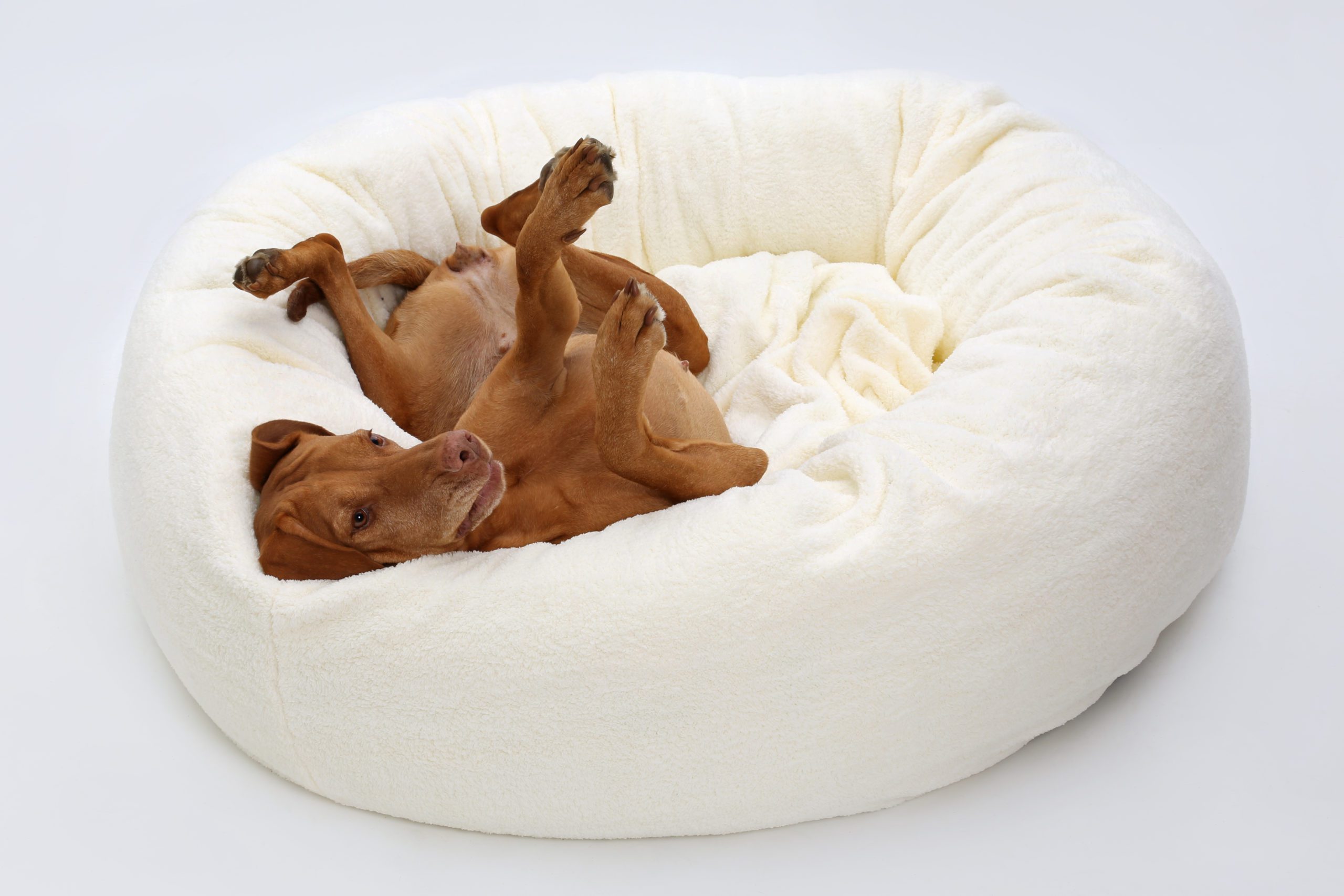 Your Budget Friendly Guide to The Best Walmart Dog Beds