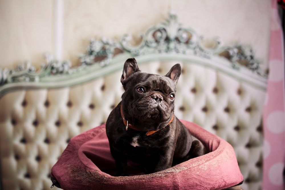 Your Ultimate Guide to Different Types of Dog Beds