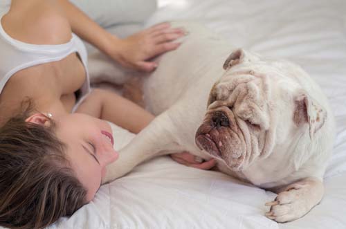 woman lying in bed with her english bulldog esa