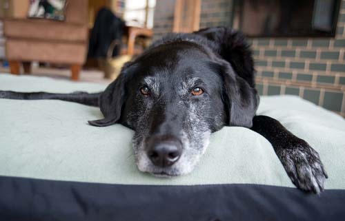 black lab needing pain meds for dogs back