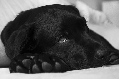 black pup needing a dog anti inflammatory medication