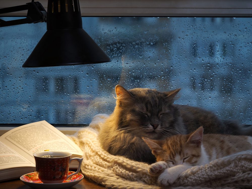 cat desk bed