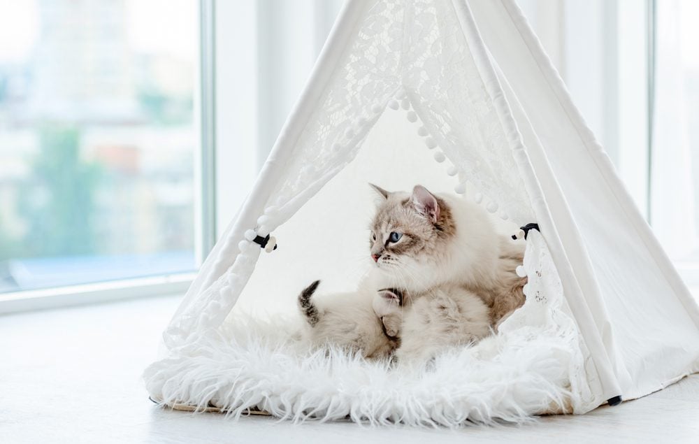 cat tent bed
