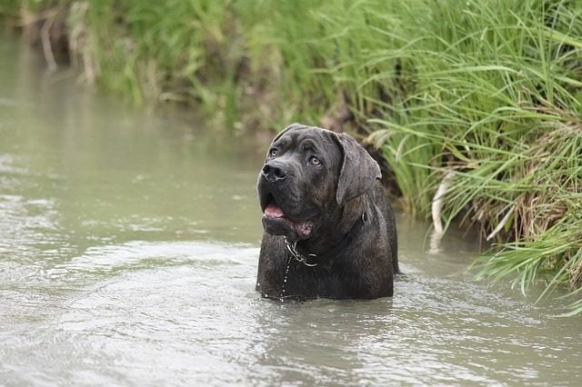 full grown cane corso standing in water