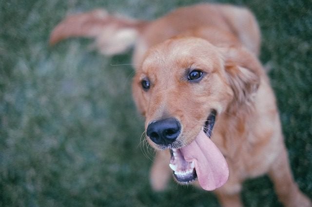 best big dog breeds young golden smiling with tongue out