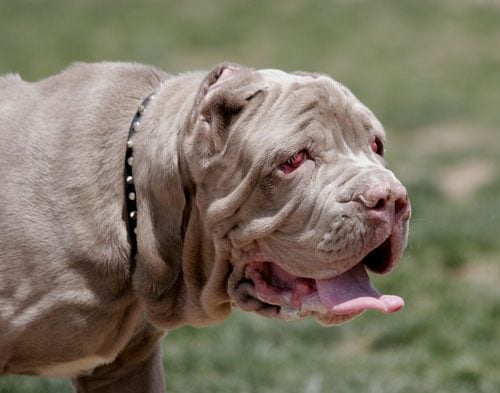 grey pup with dog eye discharge and dog cherry eye