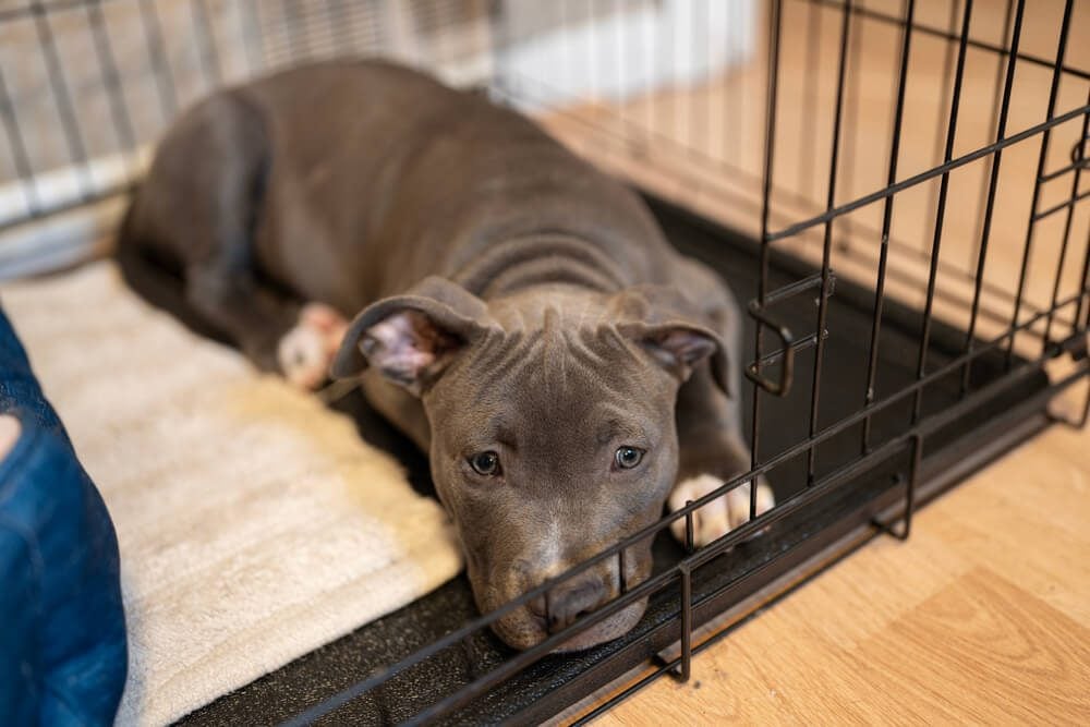 high anxiety dog crate