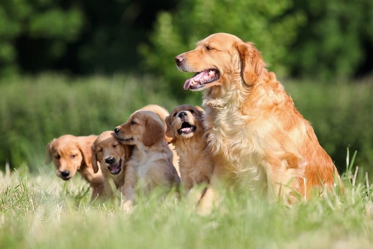 The Life Stages Of Golden Retrievers