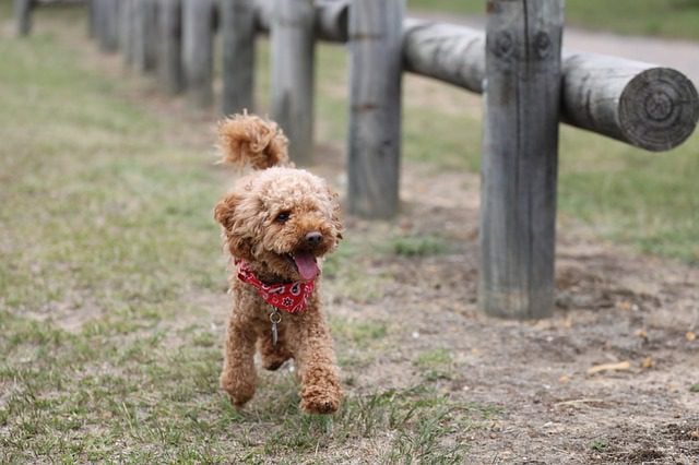 best small dogs toy poodle running on grass