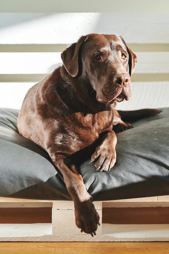best pallet dog bed