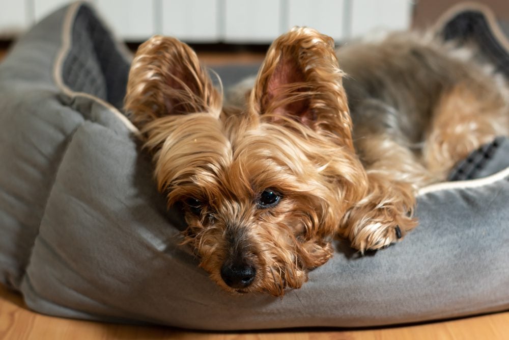 best dog beds for yorkie