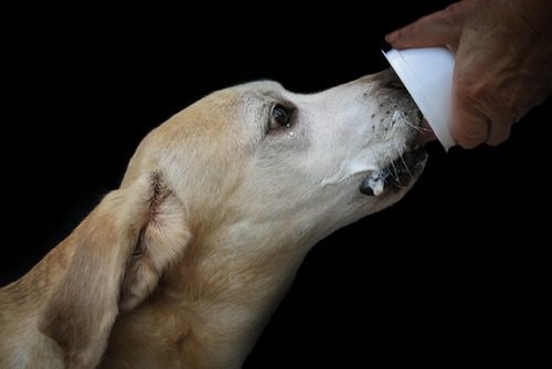 labrador eating yogurt