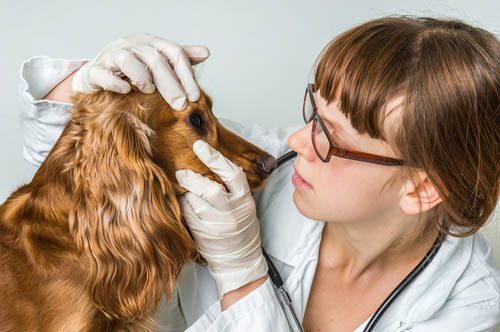 vet checking for dog eye infection cherry eye in dogs