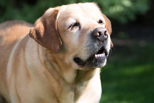 what can you give dogs for pain with arthritis old labrador hurting