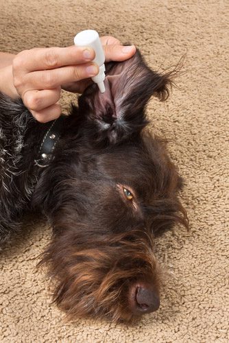 zymox ear solution being used on brown dog