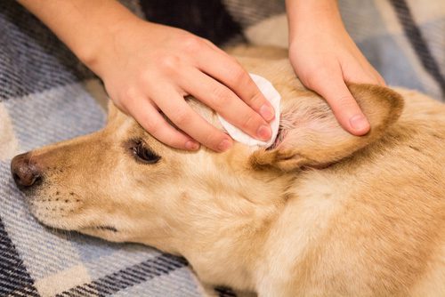 zymox shampoo and ear solution on a cotton swab for yellow dog