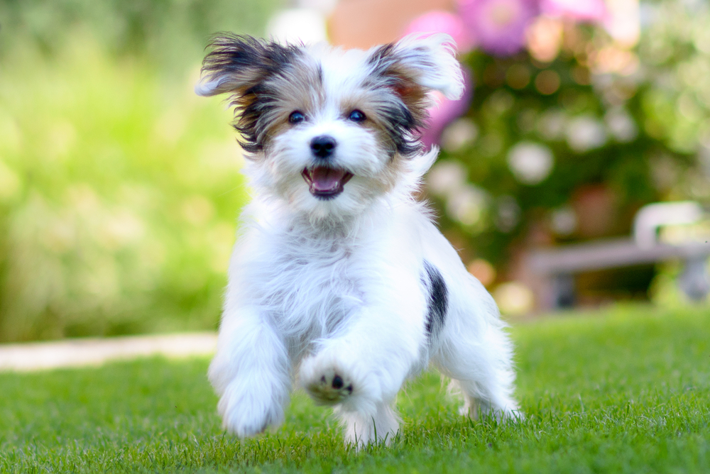 An adorable happy puppy caught in motion while running on vibrant green grass in summer
