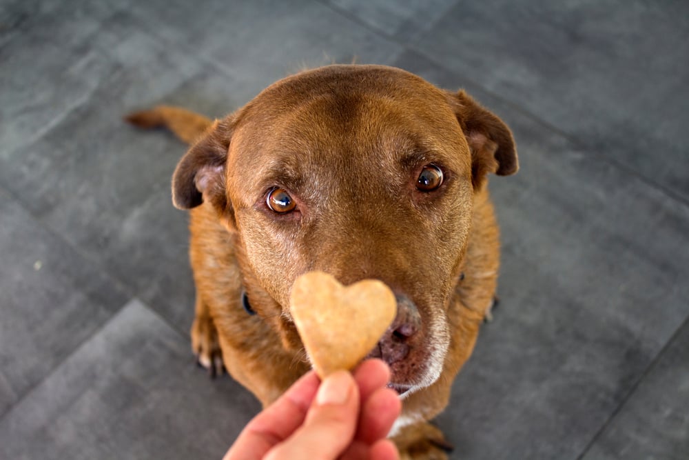 Labrador dog getting heart shaped cookie