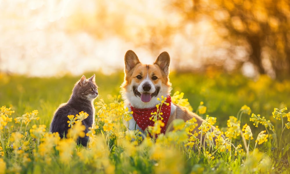 corgi dog and a tabby cat sit together in a sunny spring meadow