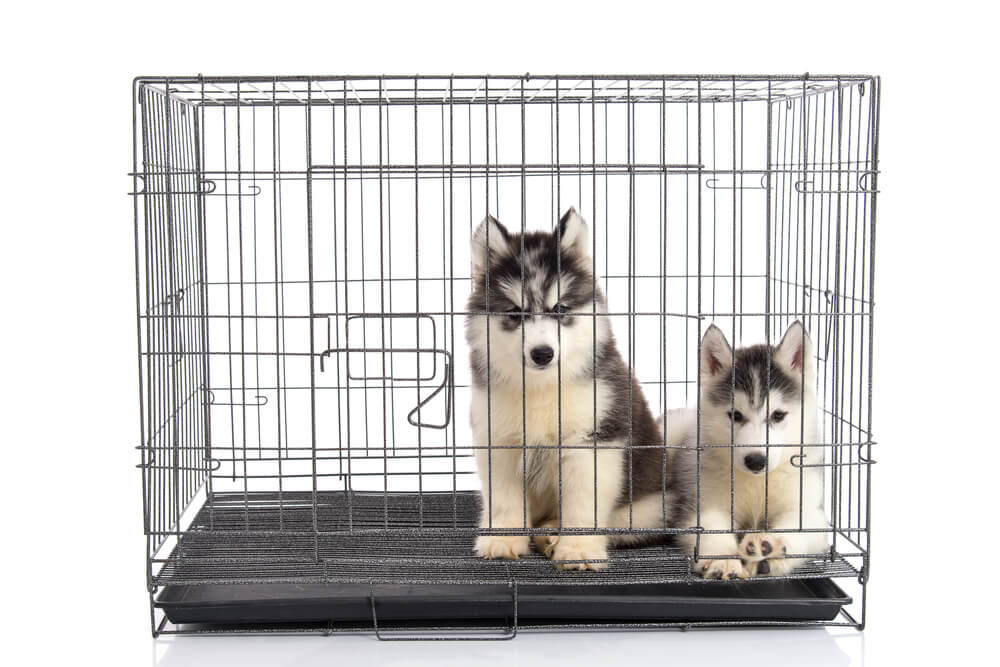 dog crate tray
