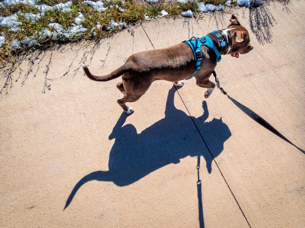 easy walk harness