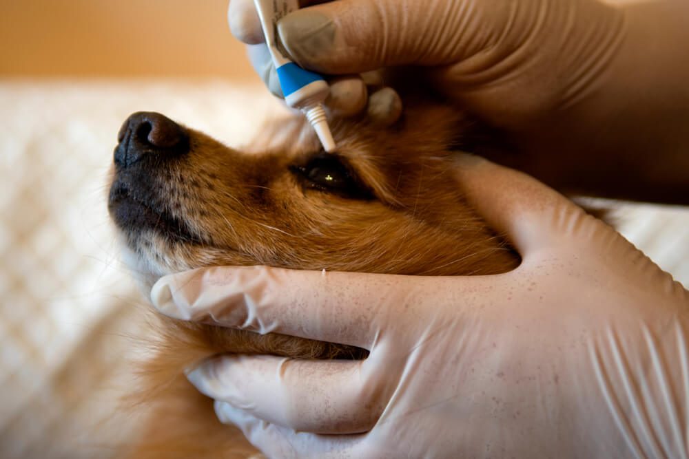 Eye Ointment for Dogs