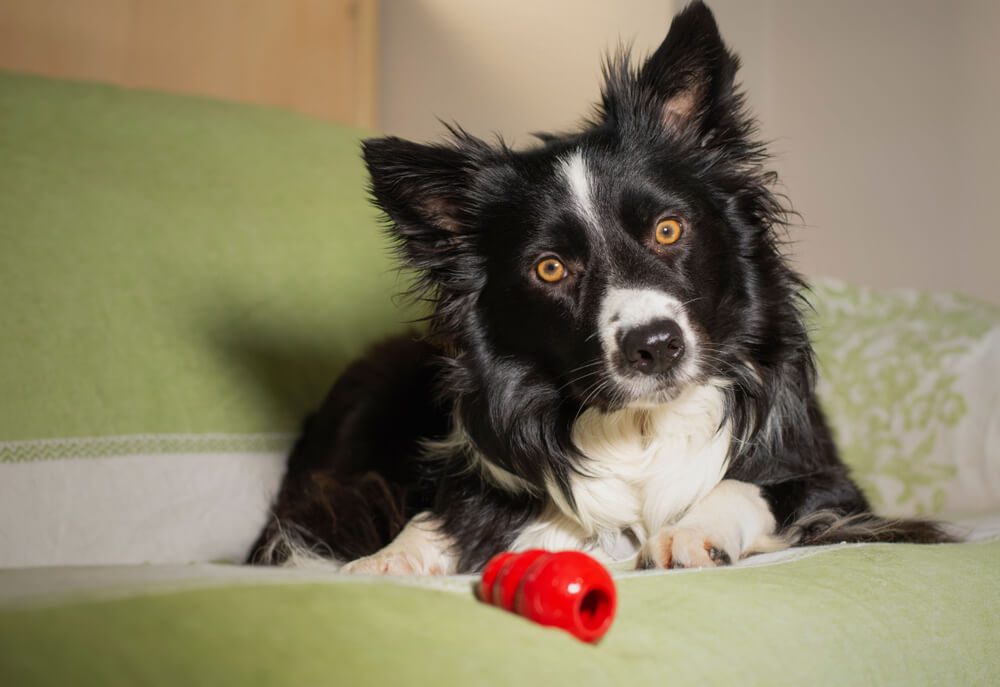 Kong Dog Toys