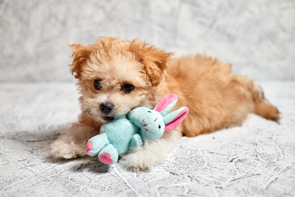 The Best Plush Dog Toys According to a Veterinarian